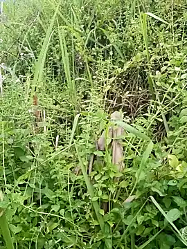 Huong-thao webcam