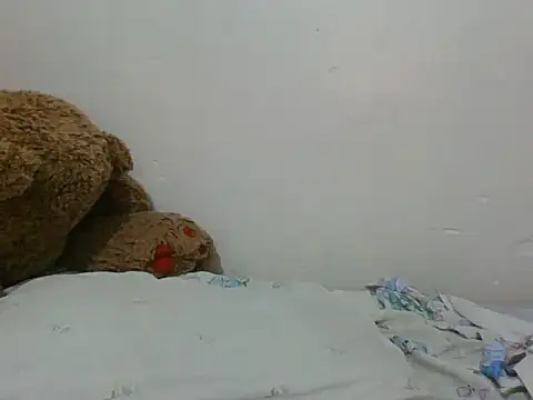 shugabaibe webcam