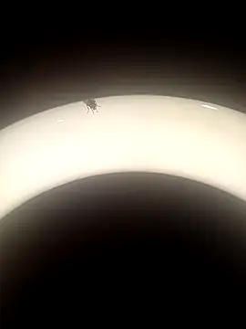 SlBrownCopule webcam