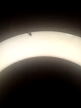 SlBrownCopule webcam