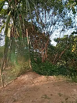 Bella-Camel webcam