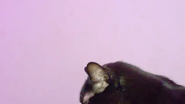 Sachi_Meow webcam