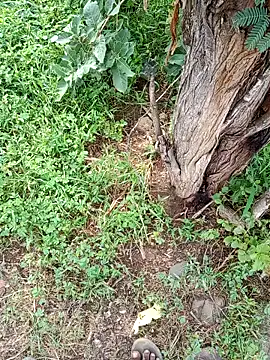dickraj-8