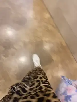 littleqiu