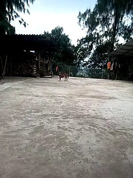 sako96