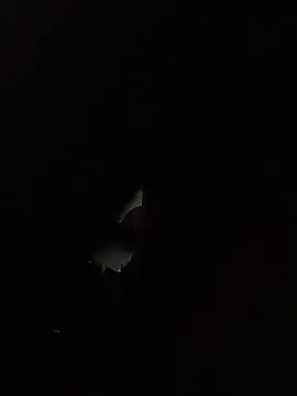 Rocketman180219 live cam on StripChat