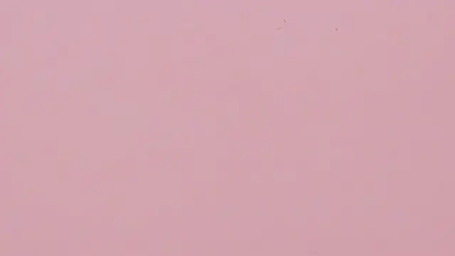 sarah_salis_