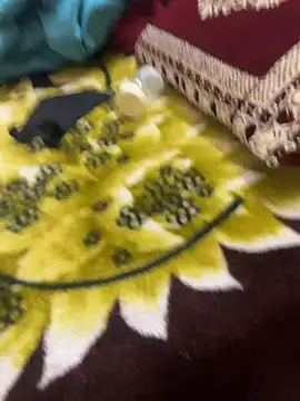 Asha-Darling live cam preview