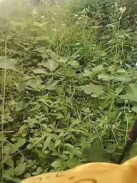 linaa88 webcam