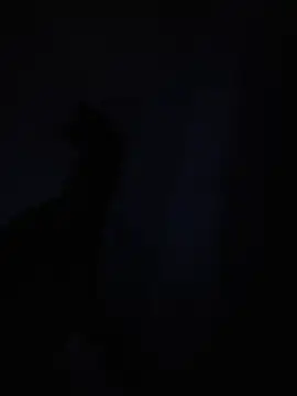 Wildbcouple-8080 webcam