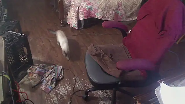 Ireallysquirt webcam