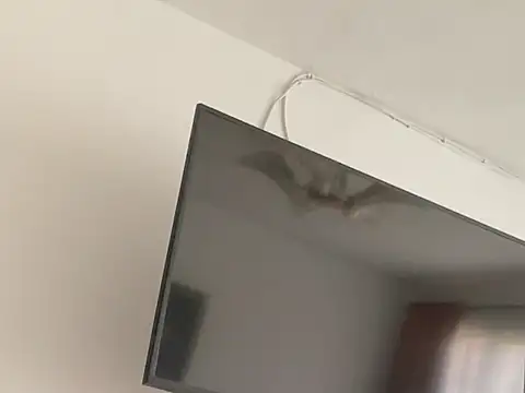 Malkon_Big live sex cam