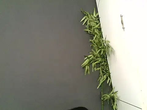 NaughtybunnyXXXXX live cam on StripChat