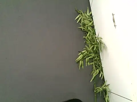 NaughtybunnyXXXXX webcam