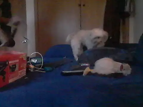 Silencio26 webcam