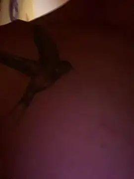 Chrisisnaked webcam