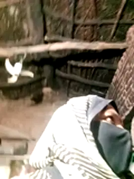 Sehjal--pandit