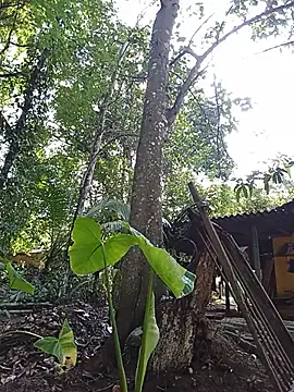 Hiptonos