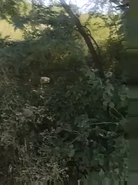Pune_guy_cillab live cam