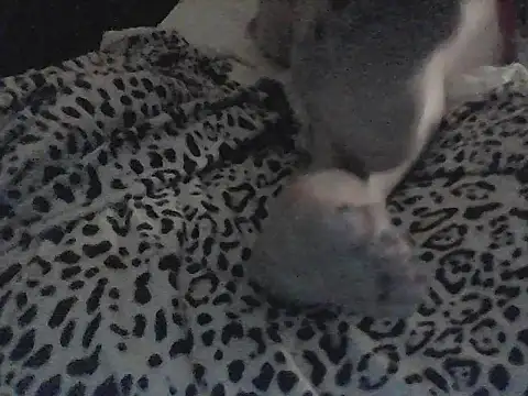 greekmistresseva