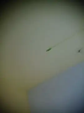 oviyaree webcam