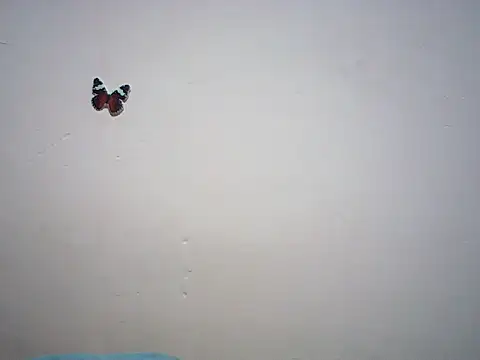 Hot_booty1 live cam on StripChat