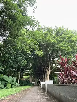 yingtao-888 webcam
