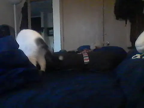 Silencio26 webcam