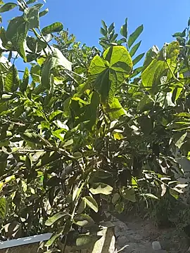 TylerPrecummer webcam