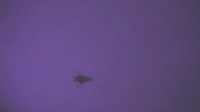 VenusSantana webcam