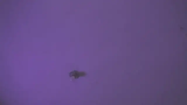 VenusSantana