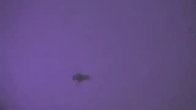 VenusSantana webcam