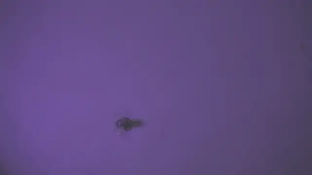 VenusSantana webcam