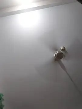 honeymodu