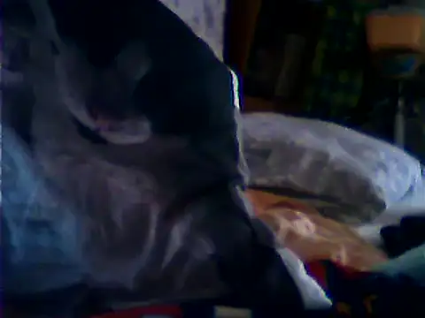 VeneRed live cam on StripChat