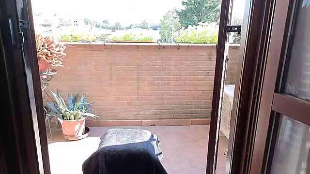 DragonflyExhib webcam