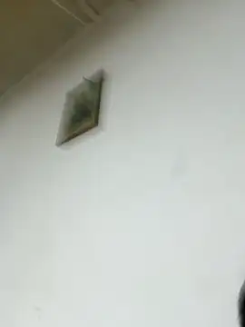 Eduardovergota live cam on StripChat