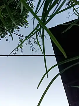 toyo_668 live cam preview