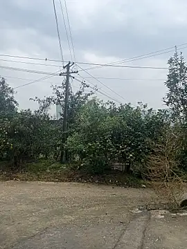 Lajiao-55