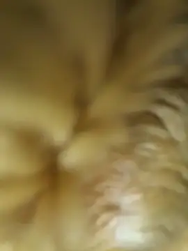 pervert_king