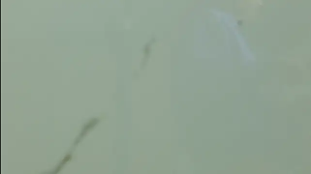 Moonceleste