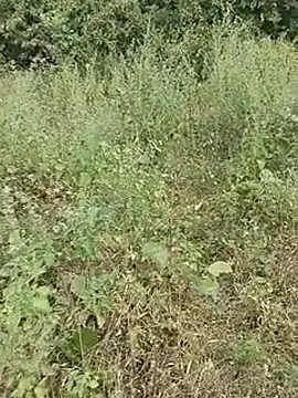Forest_lover24 webcam