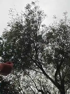 Srishti_sharma live cam preview