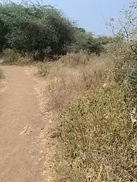 Pune_guy_cillab