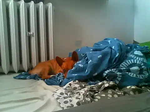 AdasMaly live cam preview