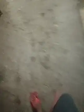 Bengali_BULL1 live cam preview