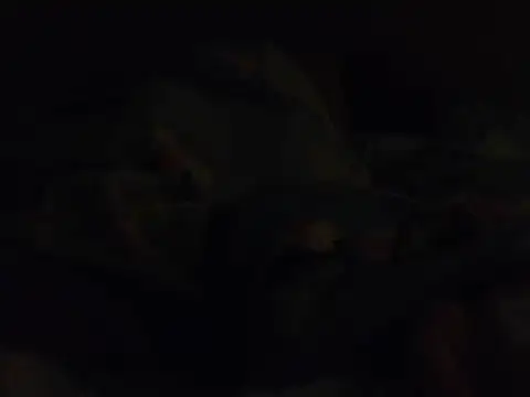 k-dong live cam preview