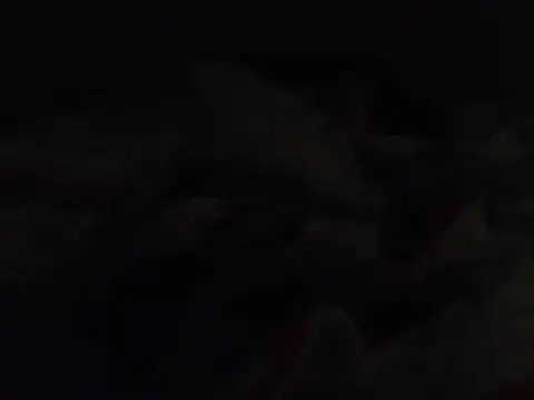 k-dong