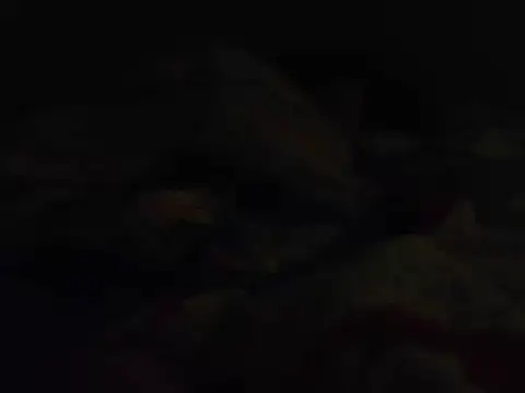 k-dong live cam preview