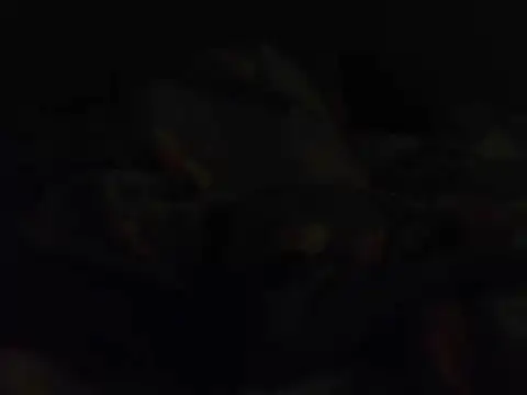 k-dong live cam preview